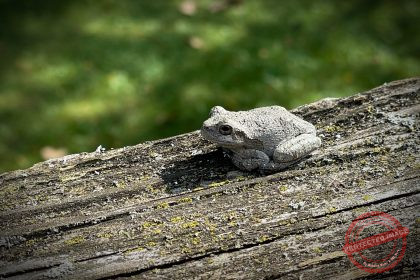 This is the Froggie on the Railing
